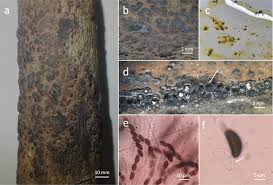 Attēlu rezultāti vaicājumam “Hypoxylon vogesiacum”