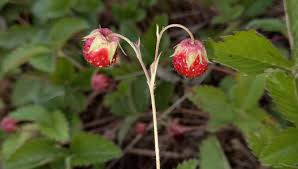 Attēlu rezultāti vaicājumam “Fragaria viridis fruit”