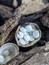 Attēlu rezultāti vaicājumam “Crucibulum laeve”