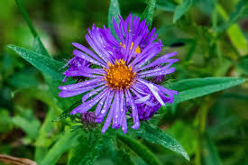 Image result for Aster novi-belgii