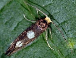 Attēlu rezultāti vaicājumam “Incurvaria oehlmanniella”