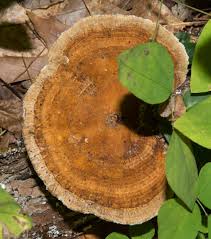 Attēlu rezultāti vaicājumam “Daedaleopsis confragosa”