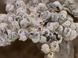 Attēlu rezultāti vaicājumam “Diderma cingulatum”