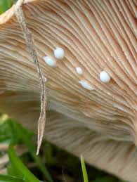 Attēlu rezultāti vaicājumam “Lactarius lygniotus”