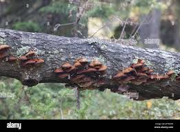 Attēlu rezultāti vaicājumam “Inonotus rheades”