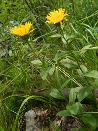 Image result for Inula hirta