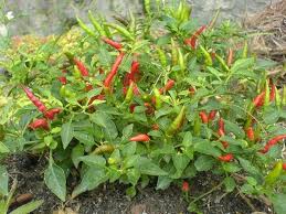 Afbeeldingsresultaat voor thai bird pepper hot pepper