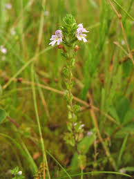Image result for Euphrasia stricta