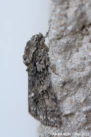 Attēlu rezultāti vaicājumam “Acronicta rumicis imago”