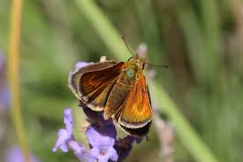 Attēlu rezultāti vaicājumam “Thymelicus lineola male”