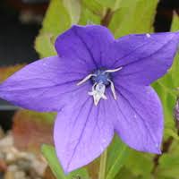Image result for Campanula moesiaca