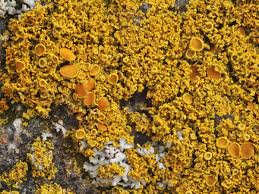 Attēlu rezultāti vaicājumam “Xanthoria candelaria”