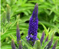 Attēlu rezultāti vaicājumam “Veronica longifolia bud”