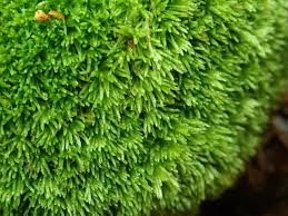 Attēlu rezultāti vaicājumam “Leucobryum glaucum”