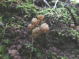 Attēlu rezultāti vaicājumam “Neocudoniella albiceps”