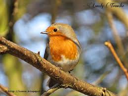 Attēlu rezultāti vaicājumam “Erithacus rubecula juvenile”