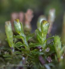 Attēlu rezultāti vaicājumam “Leiocolea heterocolpos”