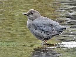 Attēlu rezultāti vaicājumam “Cinclus cinclus adult”