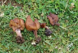 Attēlu rezultāti vaicājumam “Gyromitra infula”