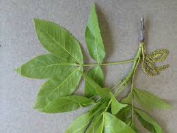 Attēlu rezultāti vaicājumam “Carya ovata leaf”