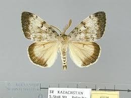 Attēlu rezultāti vaicājumam “Lymantria dispar”