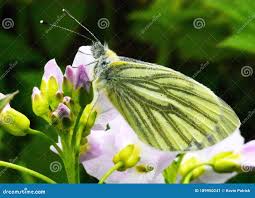 Attēlu rezultāti vaicājumam “Pieris napi underside”