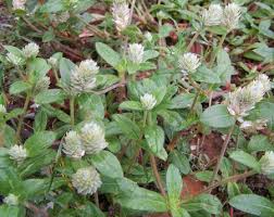 Attēlu rezultāti vaicājumam “Amaranthaceae”