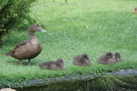 Attēlu rezultāti vaicājumam “Somateria mollissima juvenile”