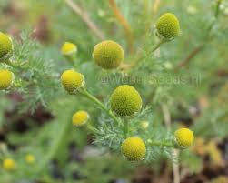 Attēlu rezultāti vaicājumam “Matricaria discoidea flower”