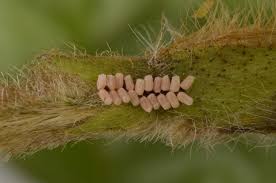 Attēlu rezultāti vaicājumam “Cribraria costata stalked”