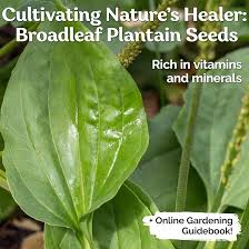 Attēlu rezultāti vaicājumam “Plantago media bud”