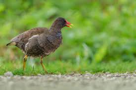 Attēlu rezultāti vaicājumam “Gallinula chloropus adult”