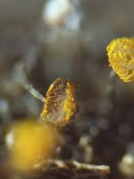 Attēlu rezultāti vaicājumam “Physarum viride macro”