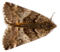 Attēlu rezultāti vaicājumam “Boudinotiana notha”