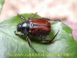 Attēlu rezultāti vaicājumam “Phyllopertha horticola”