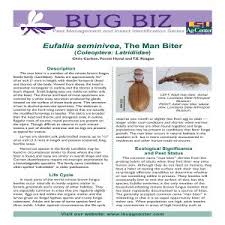 Attēlu rezultāti vaicājumam “Latridiidae”