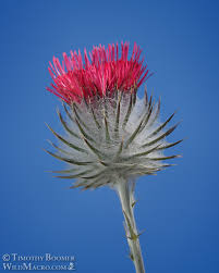 Attēlu rezultāti vaicājumam “Cirsium x rigens”