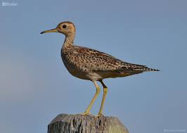 Image result for Bartramia longicauda