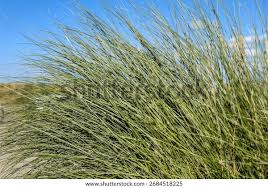 Attēlu rezultāti vaicājumam “Ammophila arenaria”