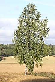 Attēlu rezultāti vaicājumam “Betula pendula”