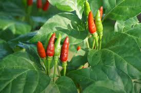 Afbeeldingsresultaat voor thai bird pepper hot pepper