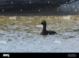 Attēlu rezultāti vaicājumam “Melanitta fusca male”