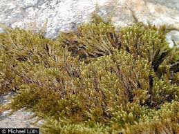 Attēlu rezultāti vaicājumam “Hygrohypnum luridum”