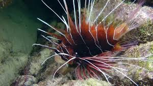 Image result for Pterois radiata