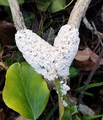 Attēlu rezultāti vaicājumam “Brefeldia maxima young”