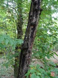 Attēlu rezultāti vaicājumam “Anthostoma decipiens”