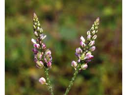 Attēlu rezultāti vaicājumam “Polygalaceae”