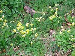 Image result for Primula veris