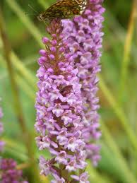 Attēlu rezultāti vaicājumam “Gymnadenia conopsea leaf”