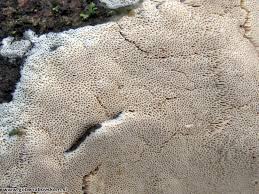 Attēlu rezultāti vaicājumam “Junghuhnia nitida”